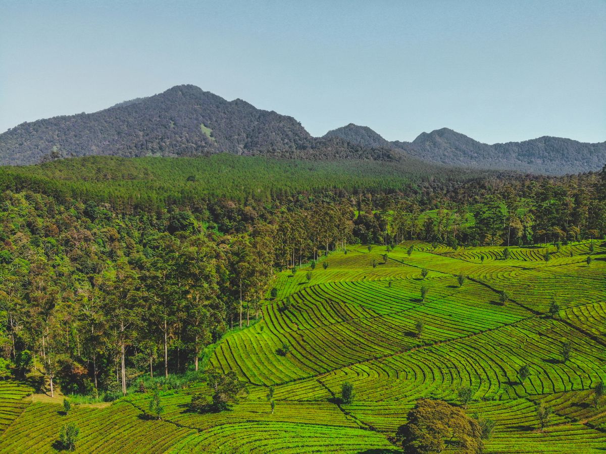 JADAM Microbial Solutions for Healthy Soil