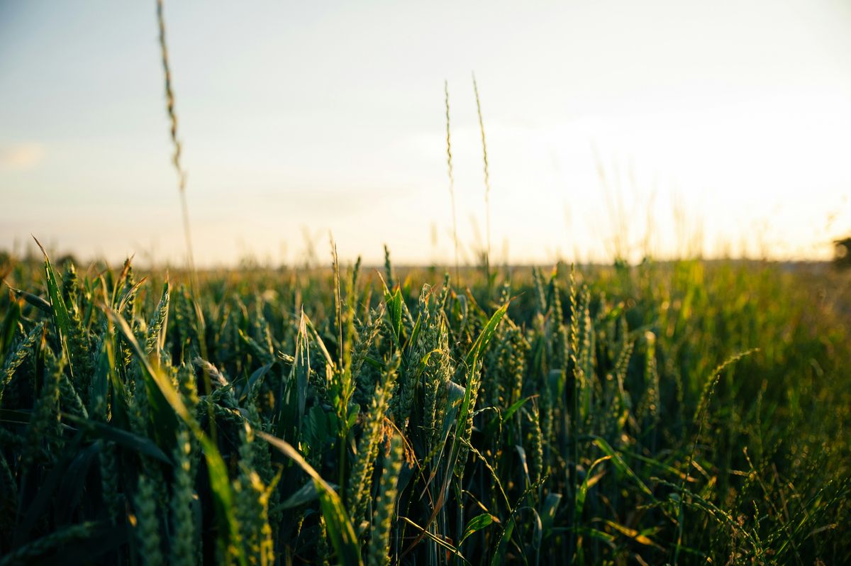 Pest Identification and Management in JADAM