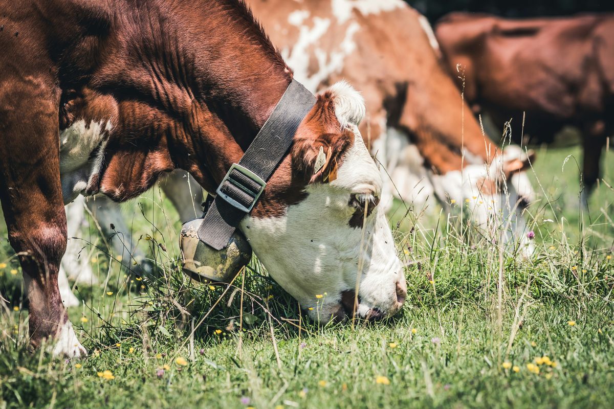 Integrating Livestock into JADAM Farming