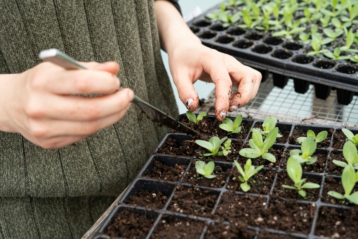Seed Selection and Treatment in JADAM