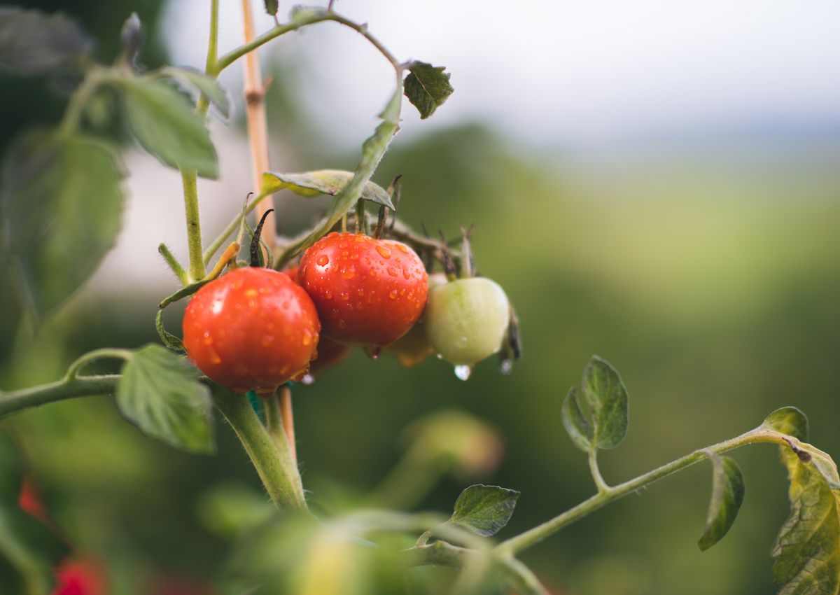 Advanced JADAM Techniques for Experienced Farmers